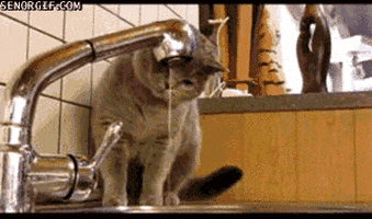 cat drinking GIF by Cheezburger