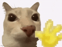 Cat Hello GIF