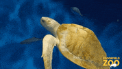 Sea Turtle Swimming GIF by Brookfield Zoo