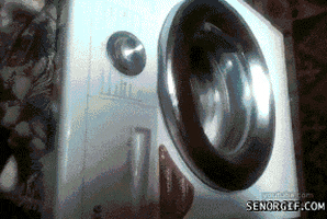cat washing machine GIF by Cheezburger