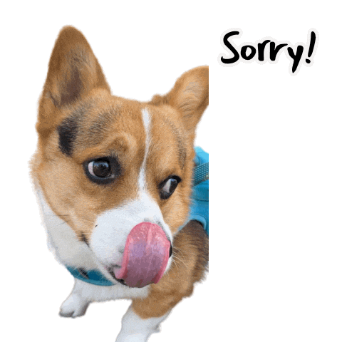Sorry Corgi Sticker