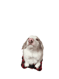 Dog Puppy Sticker by Matet's Kitchen