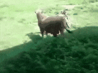 outfit motorbike GIF