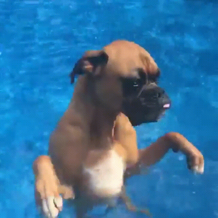 dog GIF by JustViral.Net