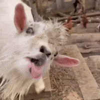 Goat Talking GIF