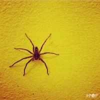 oh hell no spiders GIF by GoPop