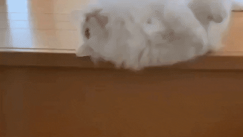 cuteanimalland giphyupload GIF