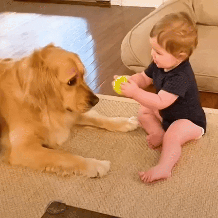GIF by The Dodo