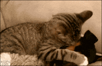 Puppy Kitty GIF