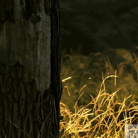 Surprise Hello GIF by BBC America