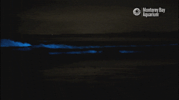 Glow Red Tide GIF by Monterey Bay Aquarium