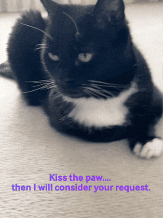 Tuxedo Cat GIF