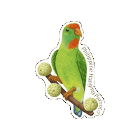 Birds Parrots Sticker