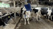 BeterRuwvoer food cow diner eten GIF