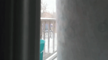 Curious Cat Caught Howling and Chirping Out Window