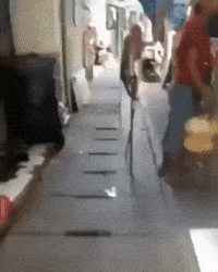Monkey GIF