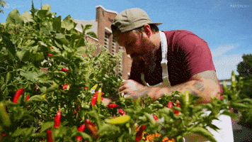 Garden Mc15 GIF by MasterChefAU