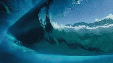 Surfing Hawaii GIF by 50statesproject