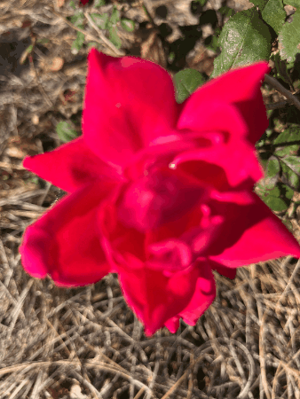 craigspiesman giphygifmaker giphyattribution craig spiesman GIF