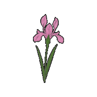Flower 꽃 Sticker