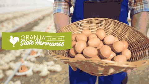Granja7Hermanos giphyupload cooking eggs huevo GIF