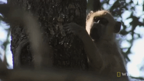 tree baboon GIF by Nat Geo Wild