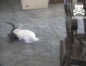 rabbit GIF