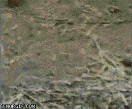 scared sheep GIF by Cheezburger