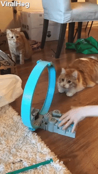 Cat Fascinated by Toy Car