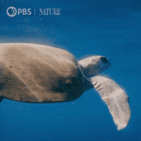 Explore Pbs Nature GIF by Nature on PBS