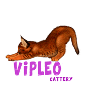 VIPLEO cat котенок cattery питомец Sticker