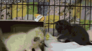 Kittens GIF