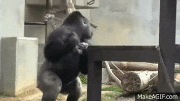 gorilla GIF