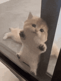 Cat GIF