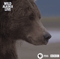 Bbc One Bear GIF by BBC