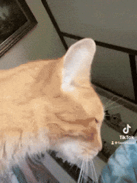 Cat Seriously GIF