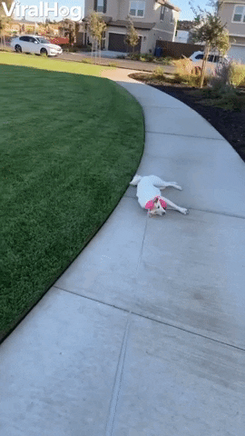 Stubborn Shiba Prefers To Be Pulled GIF by ViralHog