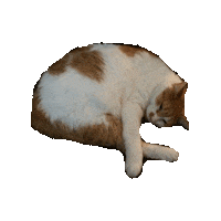tired cat Sticker