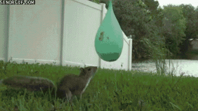 surprise trap GIF by Cheezburger