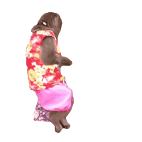 Fun Monkey Sticker