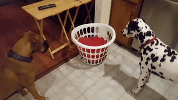 Dogs Too Afraid of Laundry Basket to Get Treat Hidden Inside