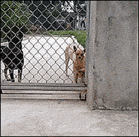 dog escape GIF
