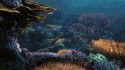 finding dory disney GIF by Disney/Pixar's Finding Dory