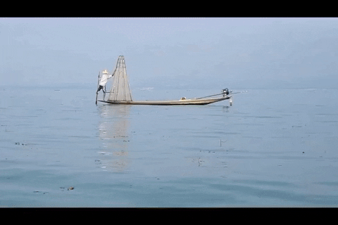 monkeystale giphyupload GIF