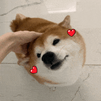 Shiba 柴犬 GIF