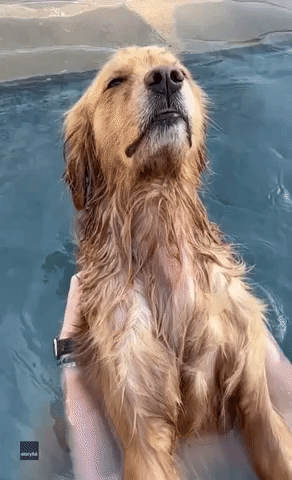 Life Is Ruff! Golden Retriever Destresses With Well-Deserved Pool Massage