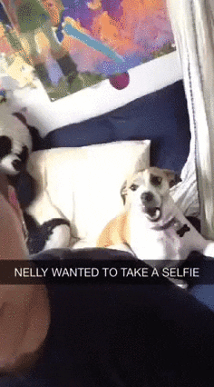 dog selfie GIF