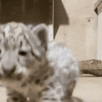 Snow Leopard Cat GIF by John Ball Zoo