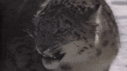 natgeowild nat geo wild snow leopard GIF