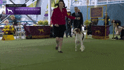 Dogs GIF by Westminster Kennel Club